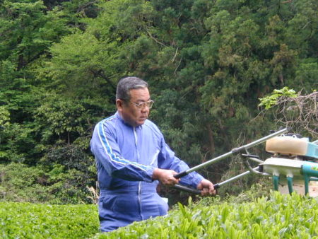 静岡の自家茶畑で収穫作業中のれたす店長